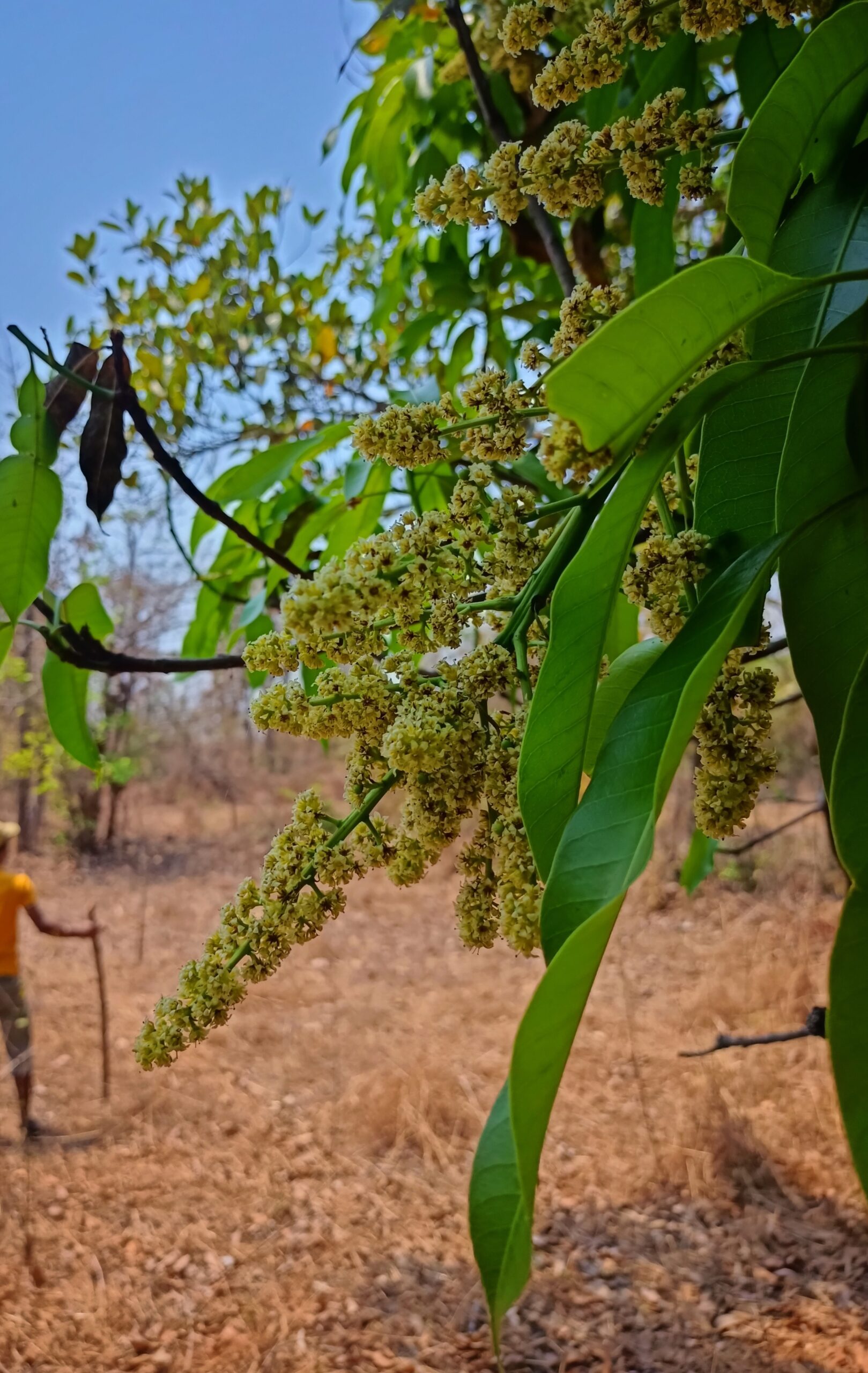 ‘ आंबेमोहर ‘